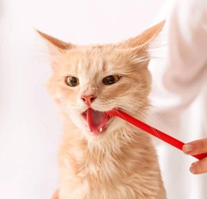Bir kedinin 🐱 dişlerini fırçalayabilir misiniz?