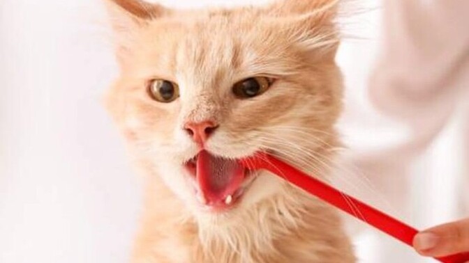 Bir kedinin 🐱 dişlerini fırçalayabilir misiniz?