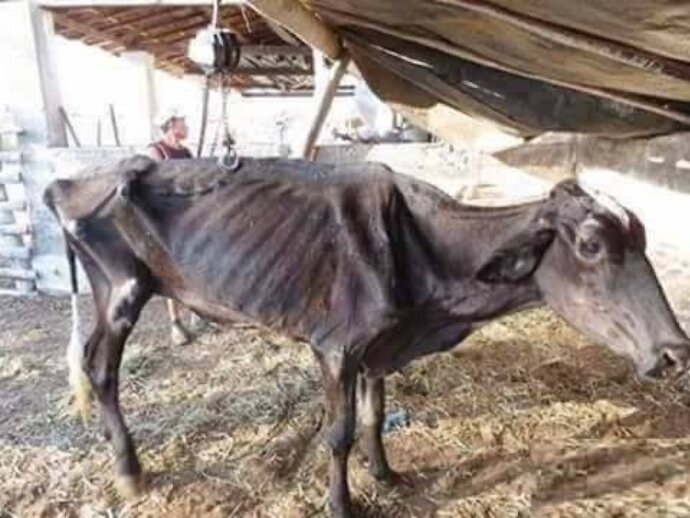 Allah kabul etsin kurbanımızı kestik🤭bakar mısınız sizce kaç kişiye dağıtsak yeterli olur?