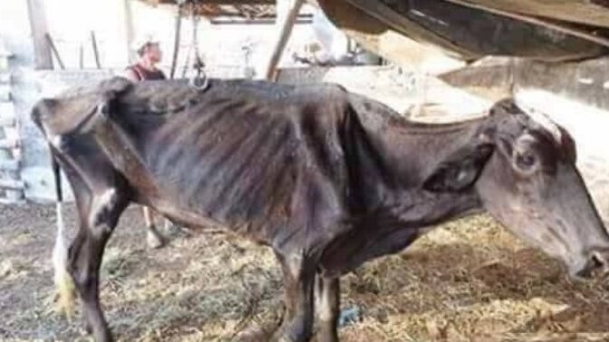Allah kabul etsin kurbanımızı kestik🤭bakar mısınız sizce kaç kişiye dağıtsak yeterli olur?