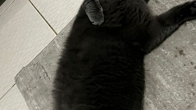  Ankara  Keçiören veya Çankaya’da ücretsiz British Shorthair kedi sahiplenmek isteyen güvenilir aile var mı?