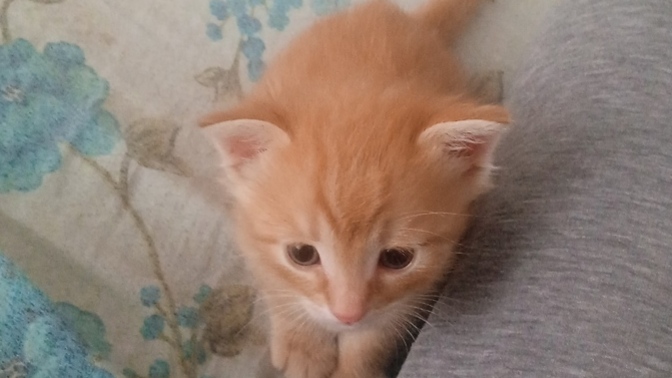 Kedim güzel mi?