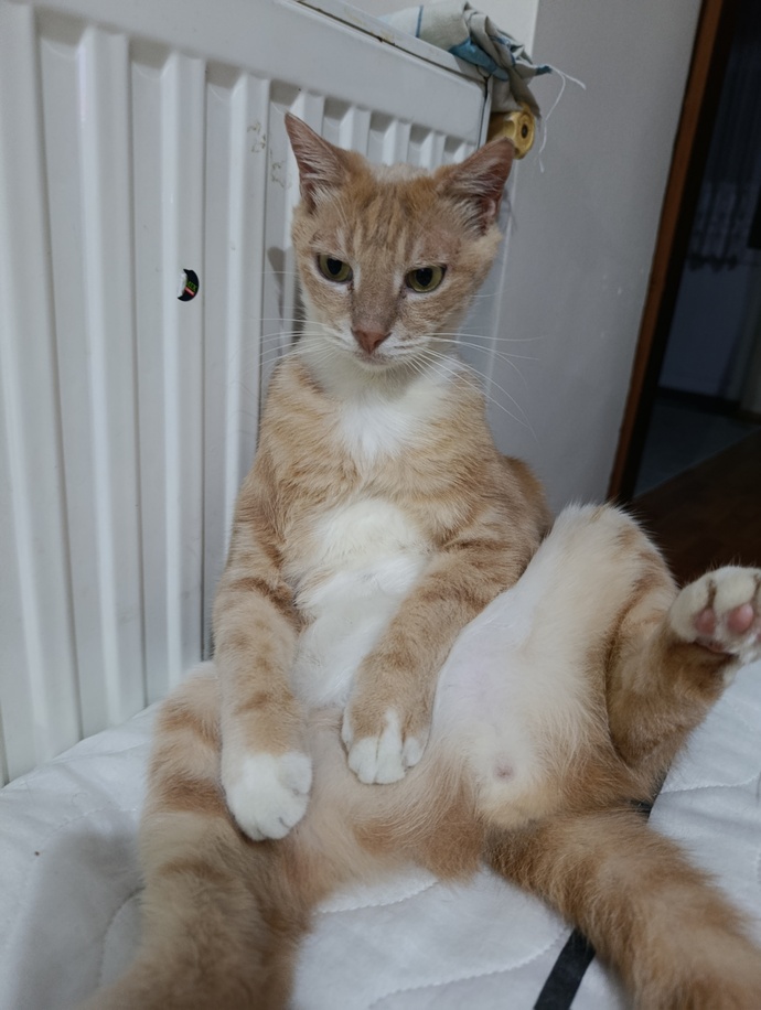 Sizinde kediniz böyle değişik pozlar veriyor mu?