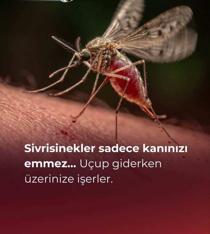 Bu sineklerle artık resmi olarak kan davası başlatmalı mıyız?