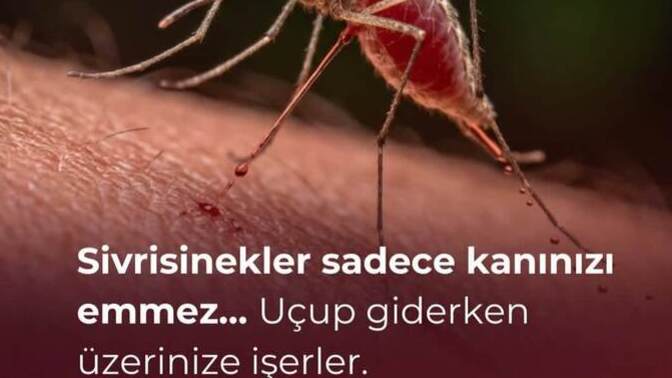 Bu sineklerle artık resmi olarak kan davası başlatmalı mıyız?