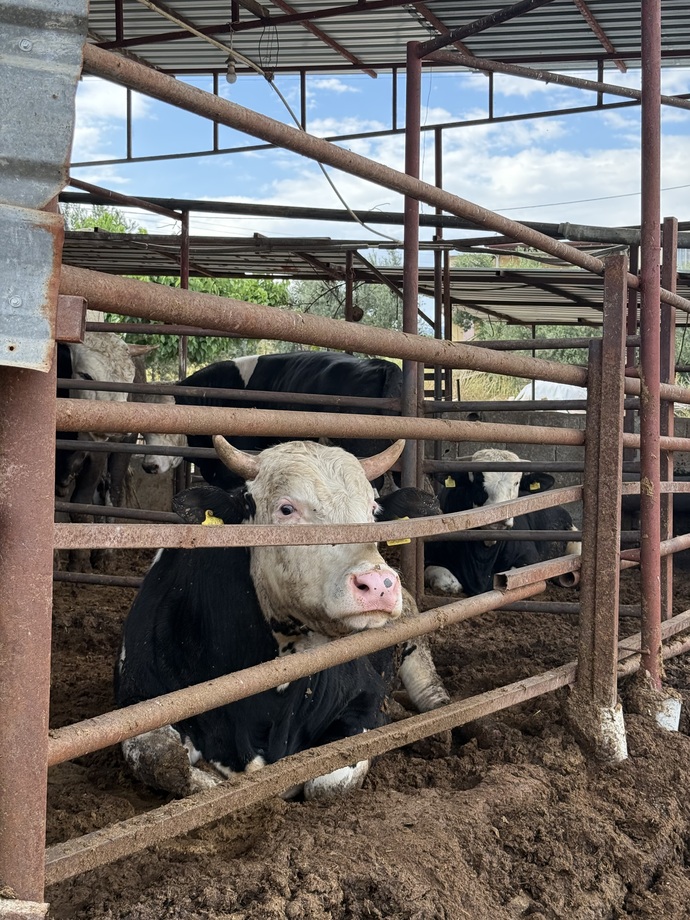 🐄🧿x41
