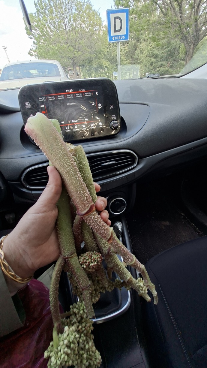 Ne olduğunu bilen var mı?
