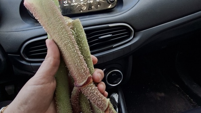 Ne olduğunu bilen var mı?
