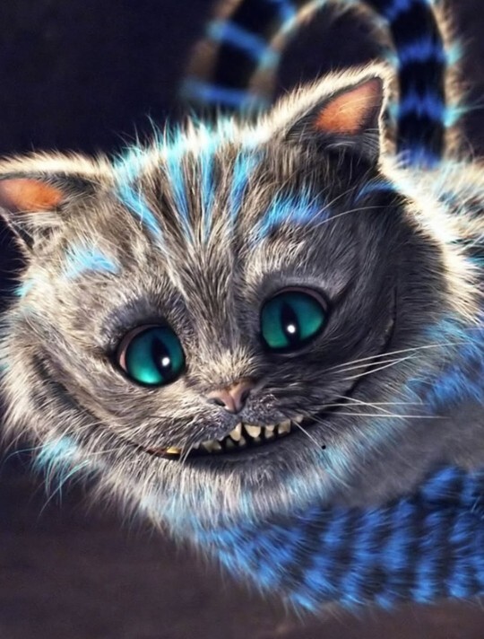 O benim ruh ikizim! Kediler 🐱 sahiplerine benzer mi?