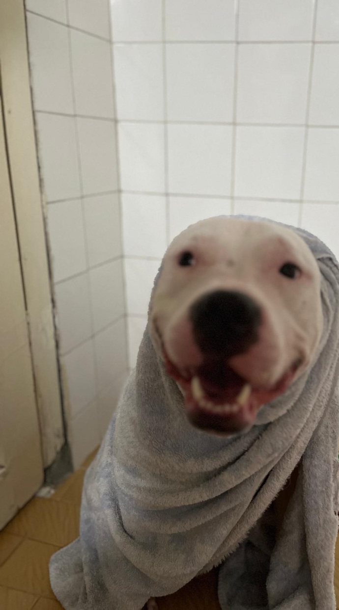 Köpek severmisin köpeğin olsa hangi ırk olmasını isterdin?