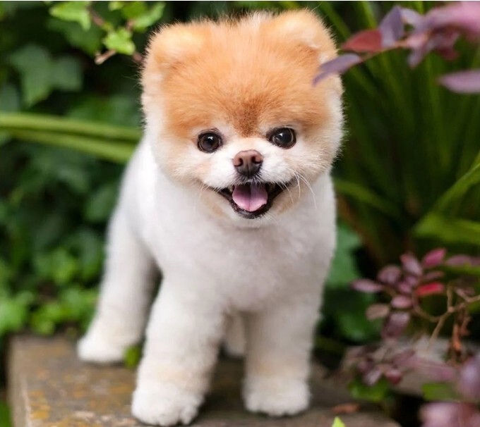 Köpek severmisin köpeğin olsa hangi ırk olmasını isterdin?