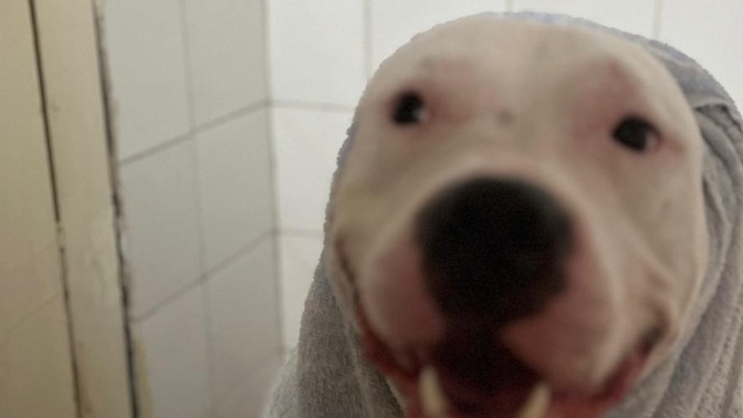 Köpek severmisin köpeğin olsa hangi ırk olmasını isterdin?