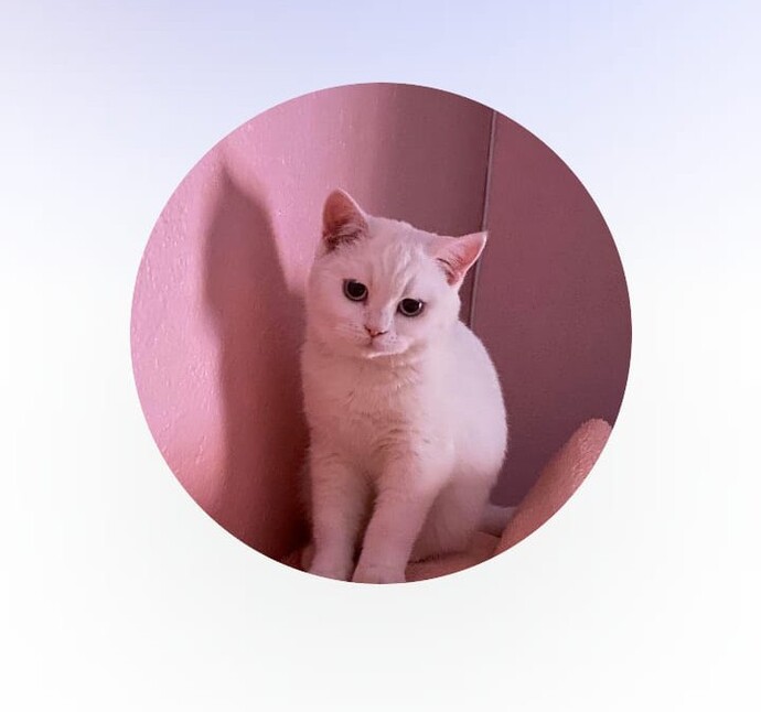 Devasa köpekler 🐶 hayvanlar korkutucu değil mi?