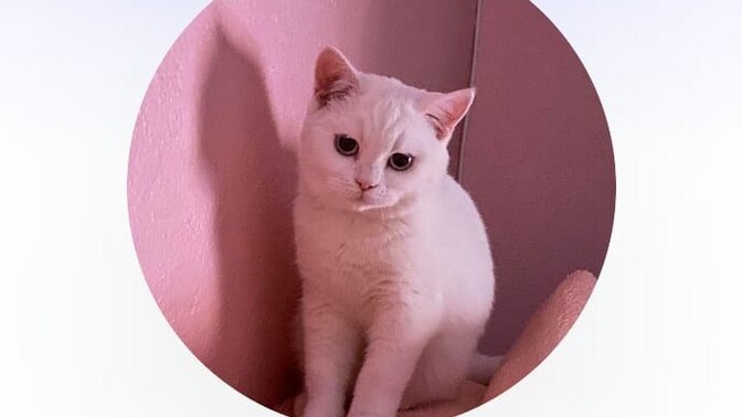 Devasa köpekler 🐶 hayvanlar korkutucu değil mi?