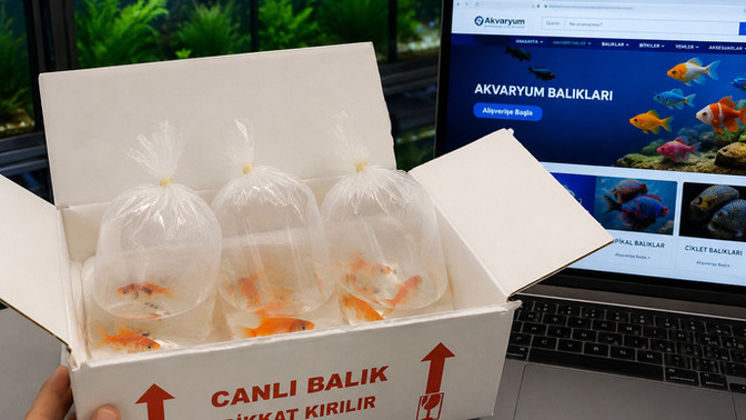 İnternetten akvaryum balıkları sipariş edilir mi?