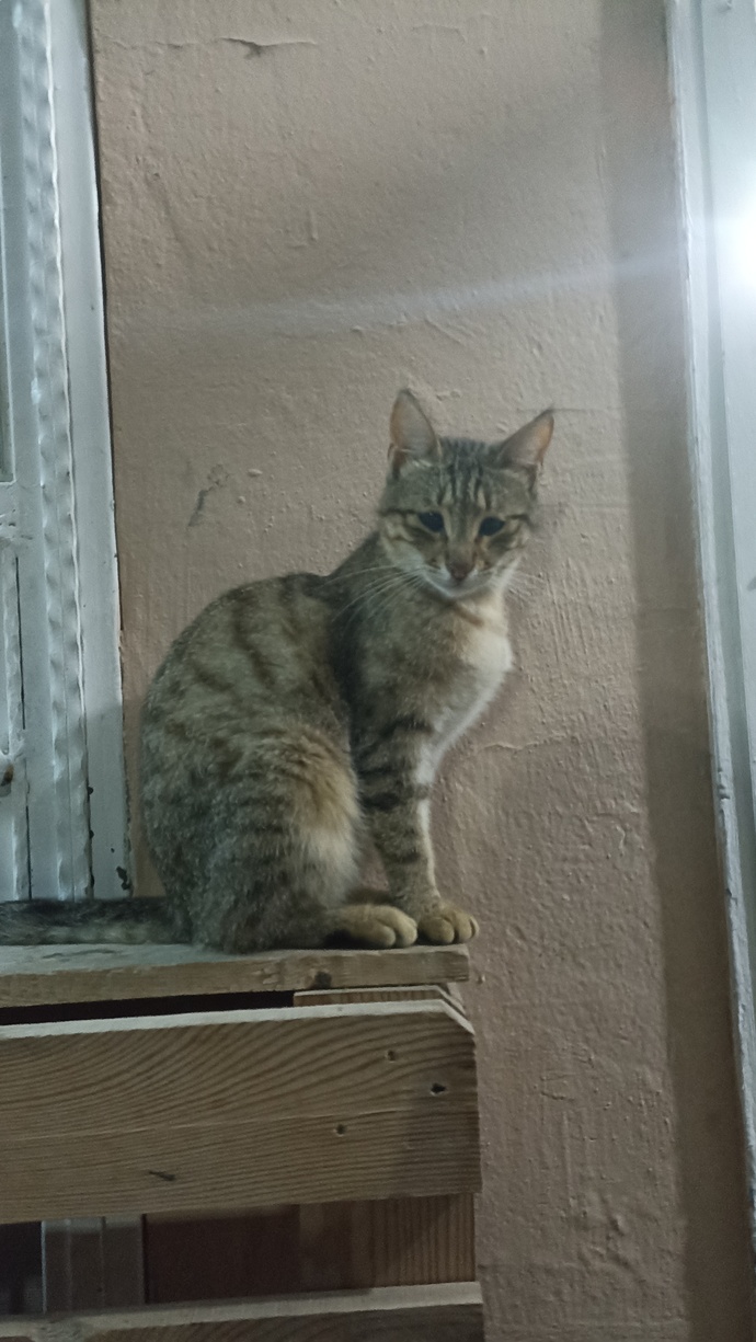 Kediniz fotoğraf çekilmeyi gerçekten seviyor mu, poz veriyor mu?