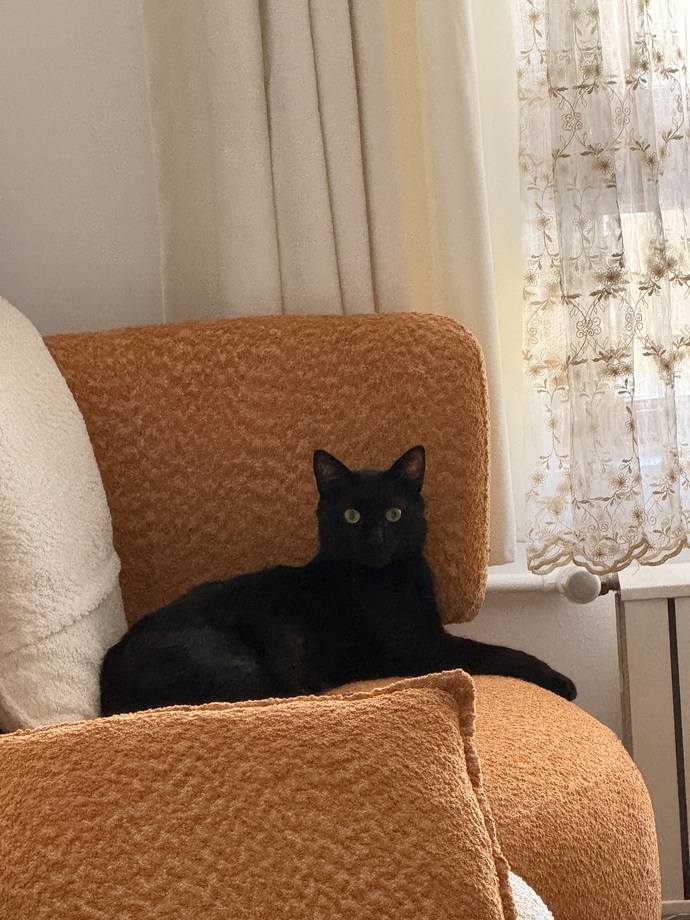 Kediniz fotoğraf çekilmeyi gerçekten seviyor mu, poz veriyor mu?