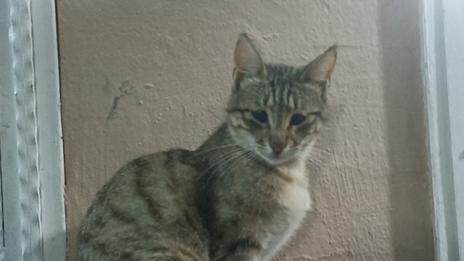 Kediniz fotoğraf çekilmeyi gerçekten seviyor mu, poz veriyor mu?