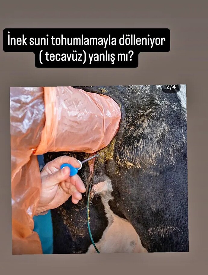 Süt alıyorsunuz hayvanlara tecavüz ediliyor cins hayvan alıyorlar hayvanlara tecavüz ediliyor sizce bu doğru bişeymi buna karşıçık?