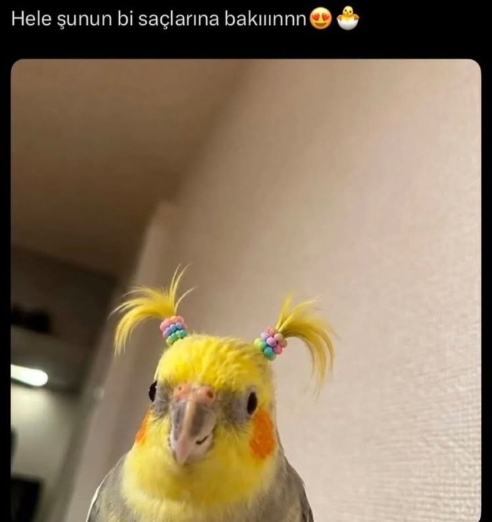 En sevdiğiniz saç stili hangisi?