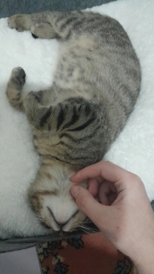 Evde kedi beslemek zor mu, nelere dikkat edilmeli ve hangi onlemler alinmali?