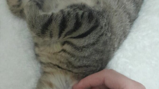 Evde kedi beslemek zor mu, nelere dikkat edilmeli ve hangi onlemler alinmali?