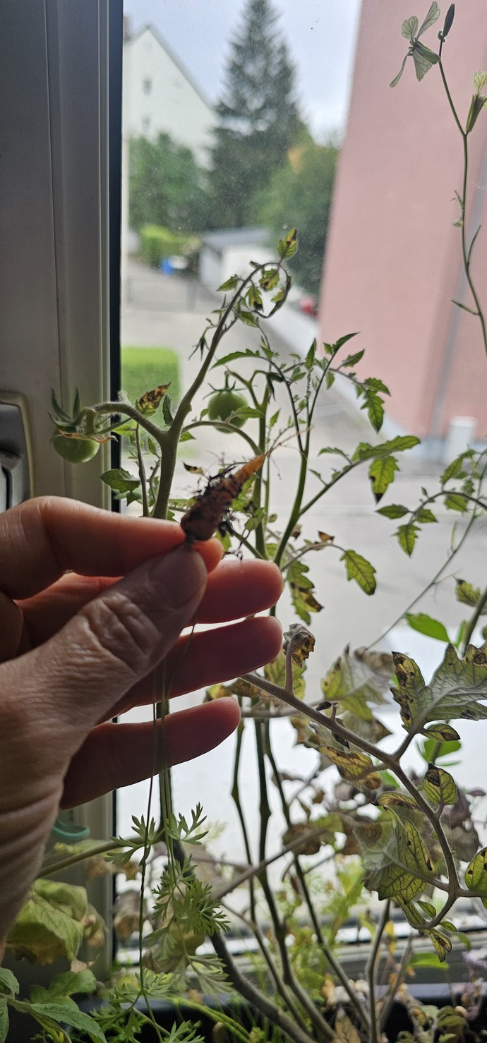 Camda yetiştirdiğim mini havuç ve domateslerim nasıl ama ☺️ 🥕🥕🍅