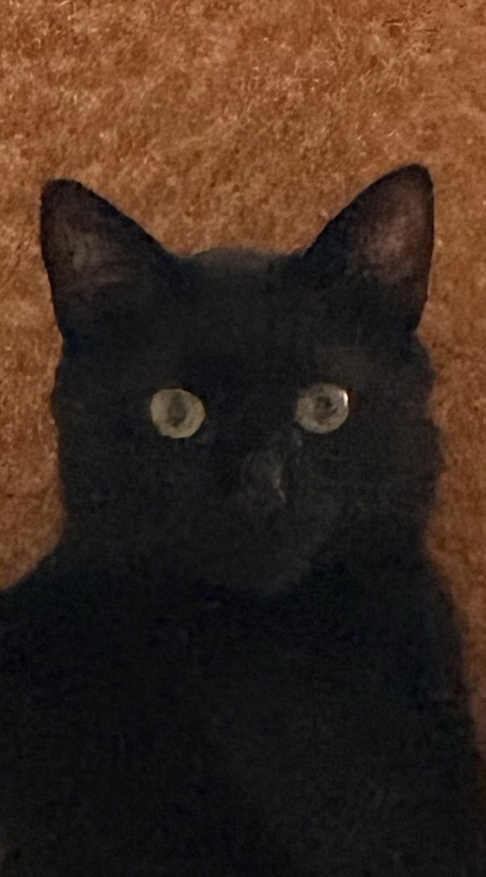 Kedi mi yoksa köpek mi?