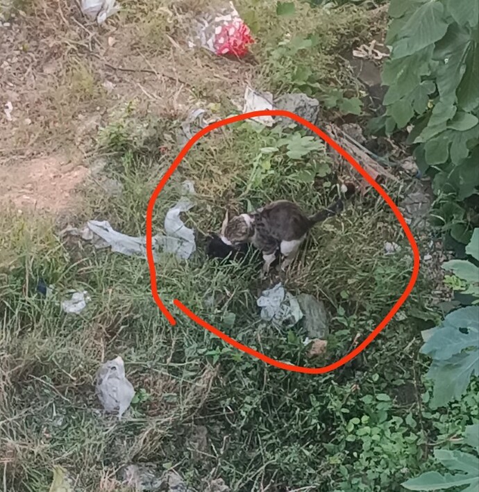 Kedilerin çiftleşme süresi normalde ne kadar sürer, yarım saat uzun mu?