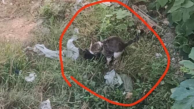 Kedilerin çiftleşme süresi normalde ne kadar sürer, yarım saat uzun mu?