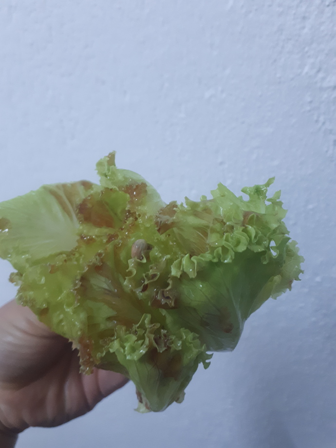 Bunun tadını bilenn var mı?