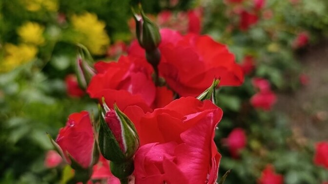 Çiçekleri sevmek sizce de terapi gibi iyi hissettiren bir şey değil mi?
