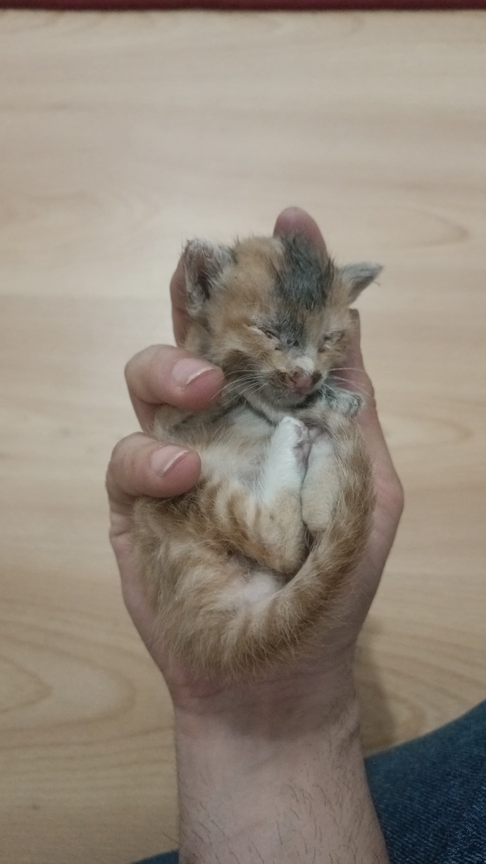 Gece gece terk edilmiş bir kedi buldum sizce ne yapmalıyım?