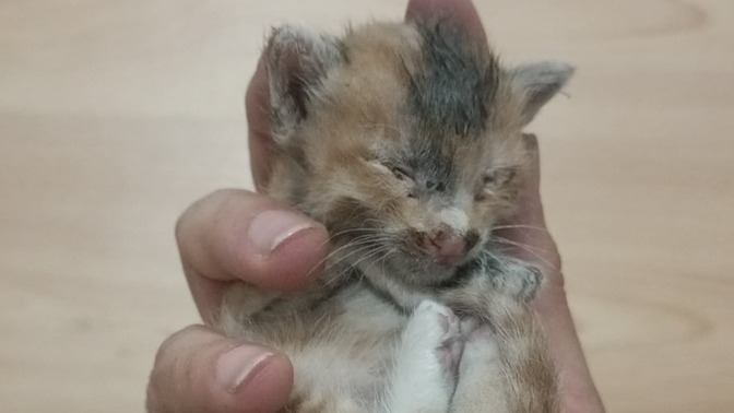 Gece gece terk edilmiş bir kedi buldum sizce ne yapmalıyım?