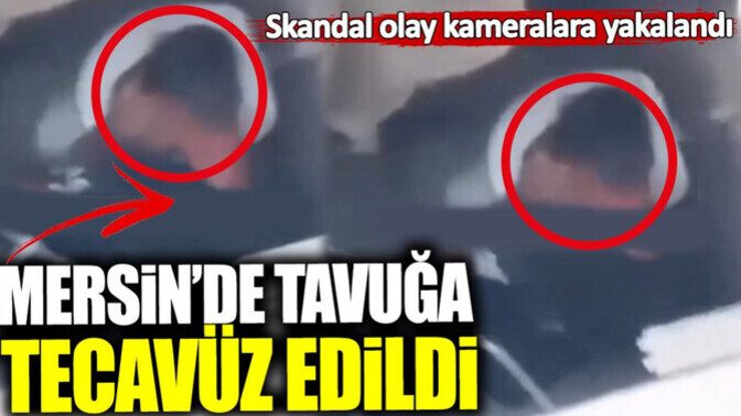 Mersin'de tavuğa tecavüz edildi. Erkekler iyice yoldan çıktı mı?