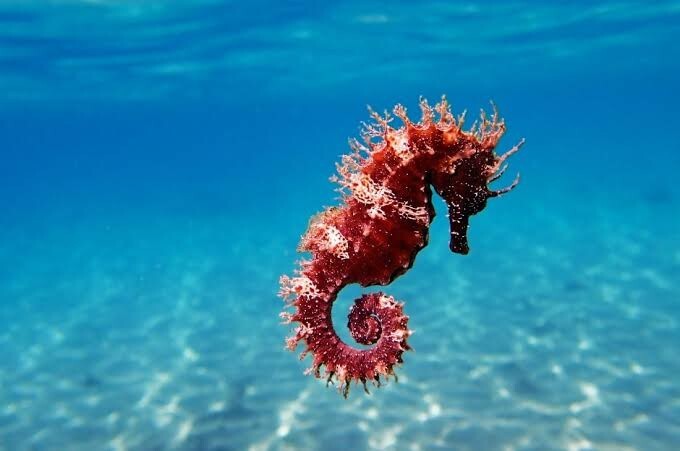Tatil beldesinde cam anahtarlığın içinde gördüğüm bu hayvanı sen hiç gördün mü?