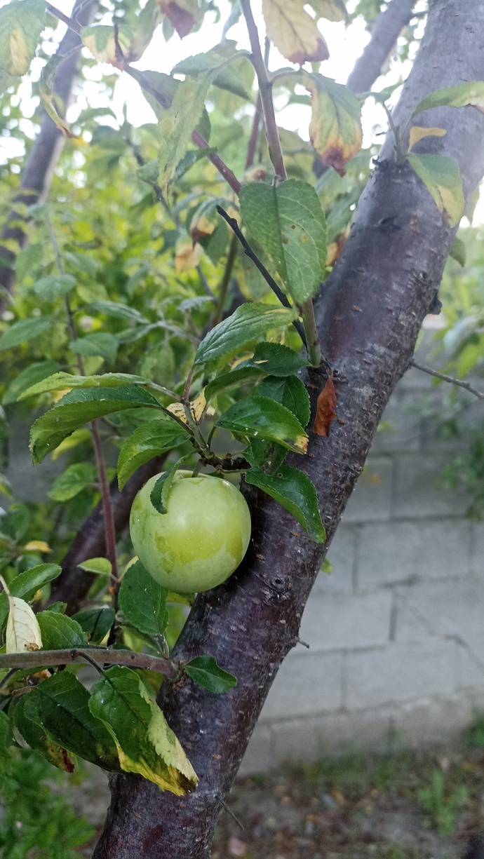 Erik ağaçtan yedin mi? severmisin?