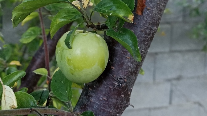 Erik ağaçtan yedin mi? severmisin?