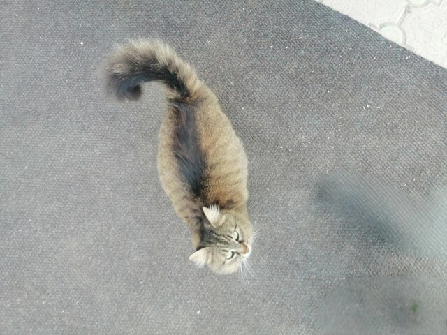 Sizce bu kedi hamile mi yoksa sadece tombul mu?