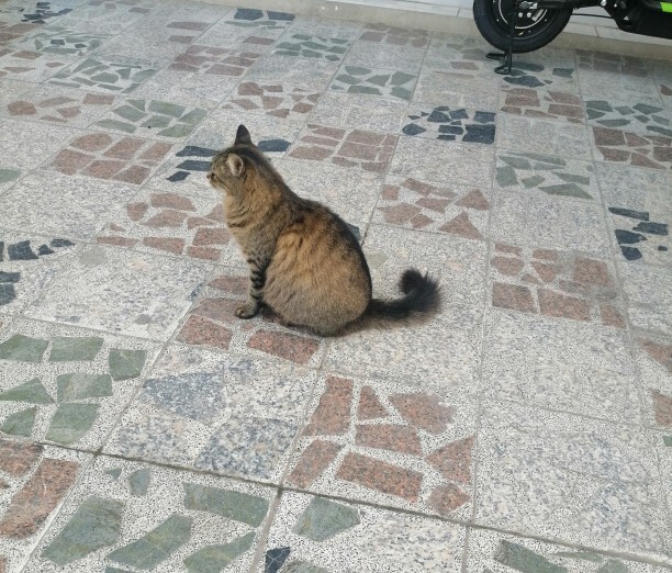Sizce bu kedi hamile mi yoksa sadece tombul mu?