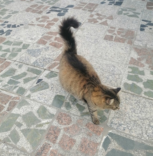 Sizce bu kedi hamile mi yoksa sadece tombul mu?