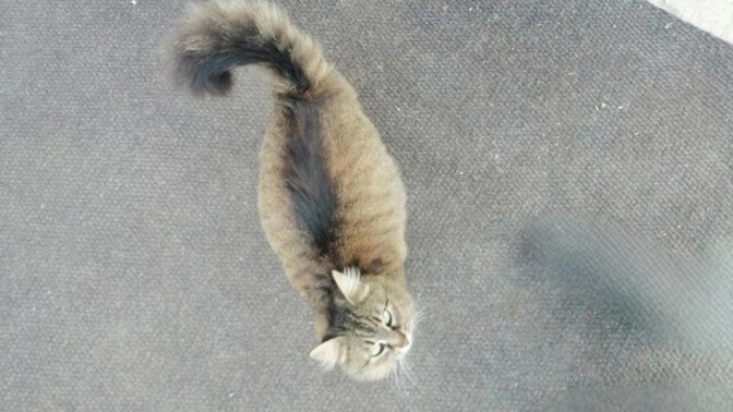 Sizce bu kedi hamile mi yoksa sadece tombul mu?