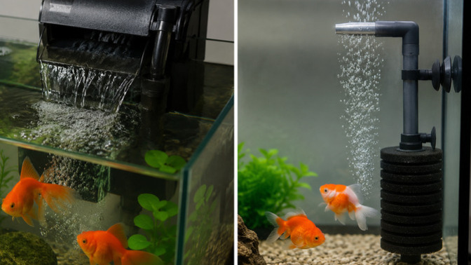 Japon balıkları için şelale filtre mi, pipo filtre mi daha iyi?