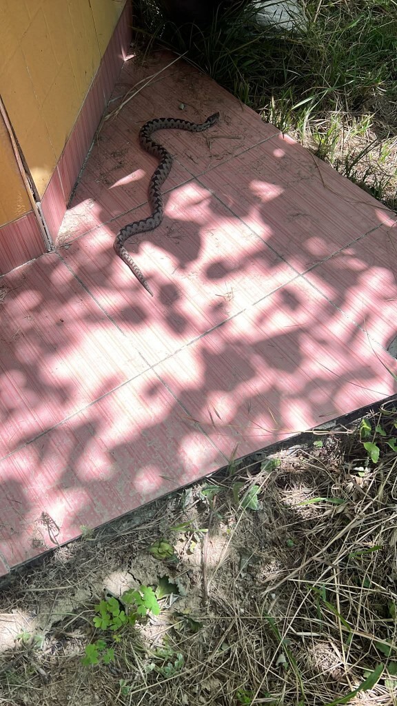 Siz Olsanız Buna Ne Yapardınız?