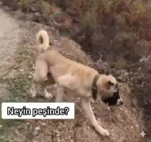 İlgi bağımlısı olduğunuzu düşünüyor musunuz?