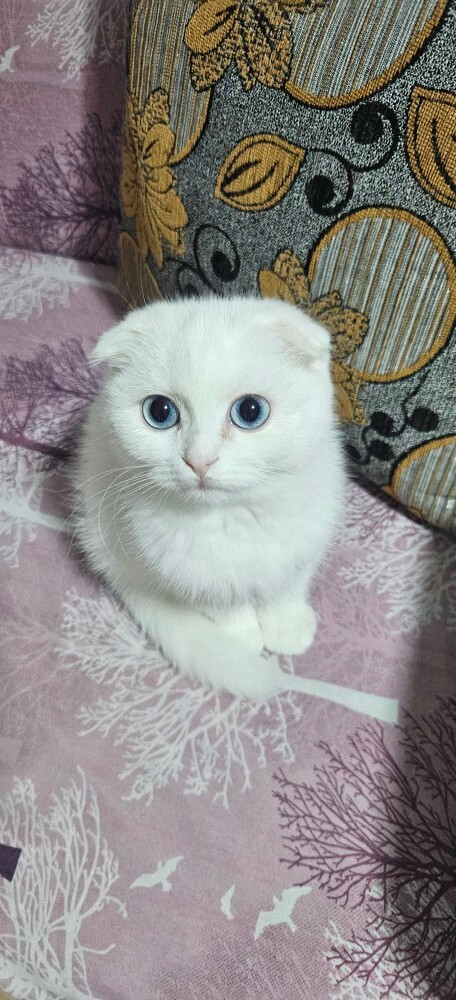 Bu Kaç Para Eder Lan Satsam?