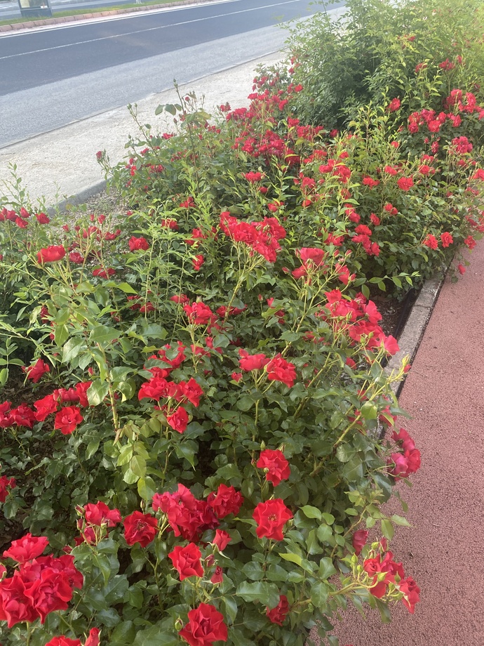🌹