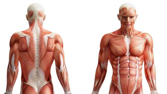 Anatomik bilginiz var mı?