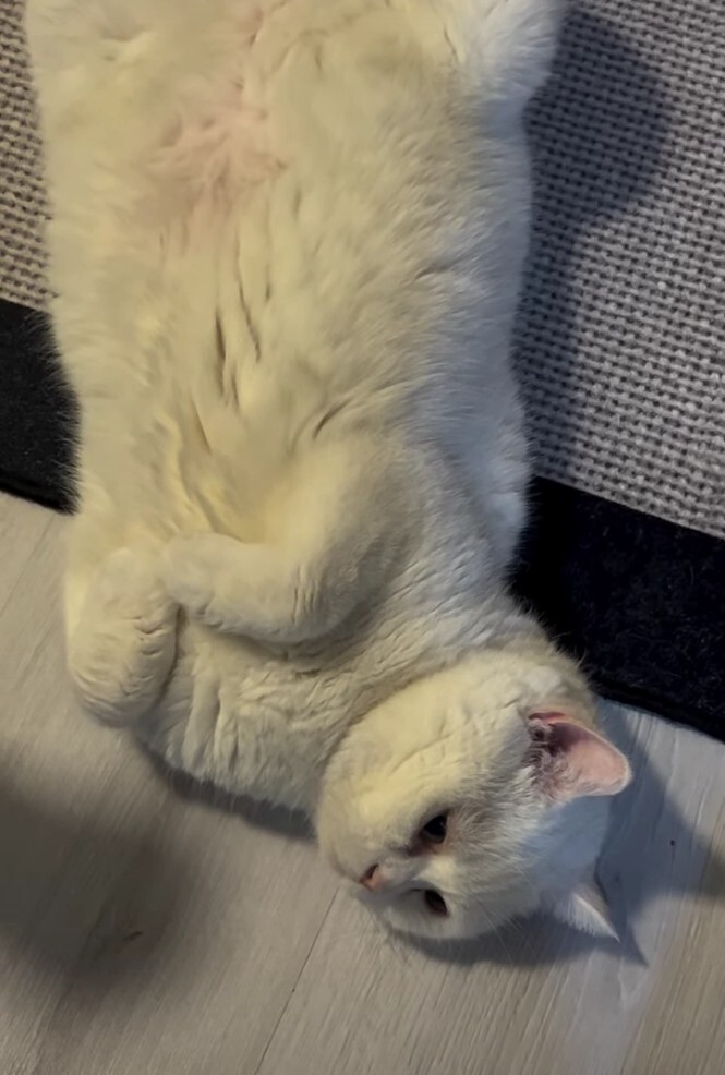 Kedi bağımlısı oldum aman Allahım! Kedisi olan cici kızlardan hiç zarar gelir mi?