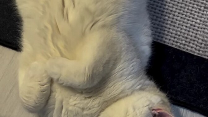 Kedi bağımlısı oldum aman Allah'ım! Kedisi olan cici kızlardan hiç zarar gelir mi?